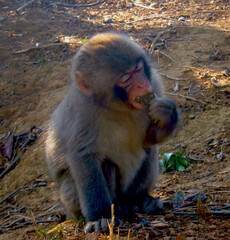 Baby Red Faced Monkey, 2007