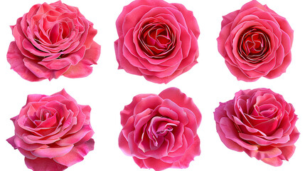 Floribunda Rose Digital Art 3D Illustration: Elegant Floral Design with Detailed Petals on Transparent Background, Perfect for Botanical Artwork, Top View Flat Lay for Graphic Decoration and Creative 