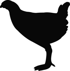 a chicken body silhouette vector