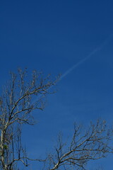 Jet Contrail Over Bare Tree