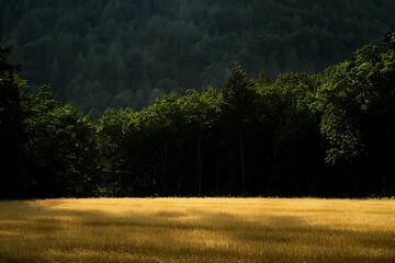 : A landscape with high contrast between a bright sunlit field and a dark forest