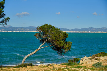 Schiefe Kiefer am Meer Hintergrund Palma