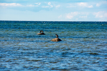 Obraz premium Cormorants on a stone by the sea