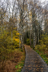 Fototapeta na wymiar Wooden path in the Black Moor after a rain in autumn