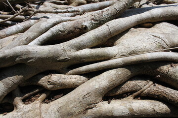 Branches of a tree are tightly wrapped into each other. Illuminated by sunlight. Macro shot,...