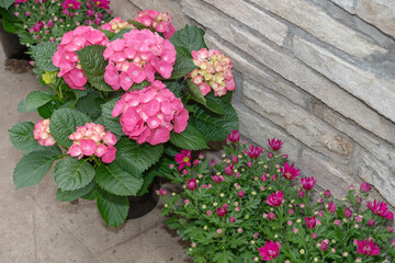 pink florist hydrangeas and potted chrysanthemums on the ground