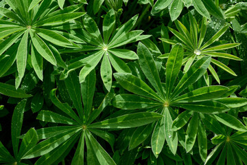 Leaf and plant background of close up green plant leaves from overhead - obrazy, fototapety, plakaty