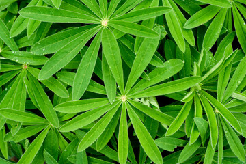 Leaf and plant background of close up green plant leaves from overhead