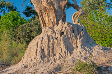 Large Termite Mound Enveloping a Tree Trunk