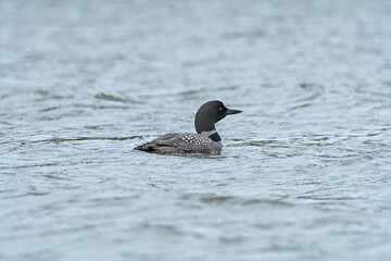 Loon Swimming in a North Woods Lake
