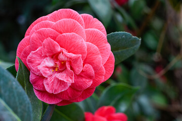 A single pink flower grows in a garden flower bed