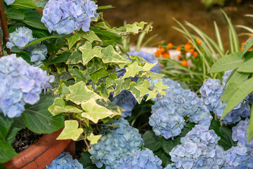 mix of ivy and blue hydrangea flowers