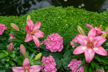 pink lilies and pink hydrangeas on a green background
