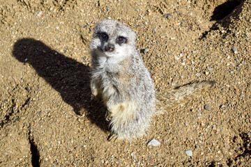 Cute meercat standing and looking towards the camera close up