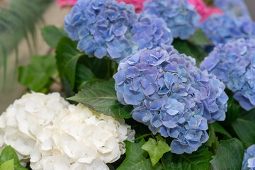 close-up of white and blue-purple hydrangeas