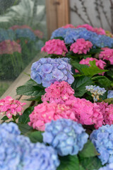 potted blue and pink hydrangeas arranged near a glass window