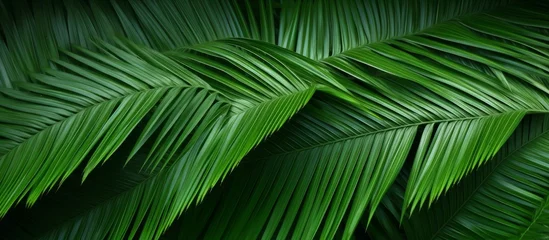 Poster A close up of a green palm tree leaf on a dark background, showcasing the intricate pattern of the terrestrial plant. The macro photography highlights the details of the plant stem and leaves © AkuAku