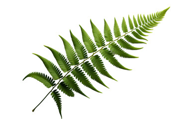 A vibrant green fern leaf, delicate and graceful, stands out against a pristine white backdrop