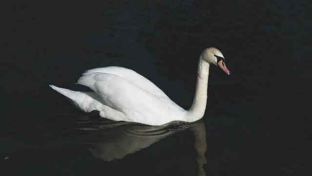 Adult swan on lake in the afternoon