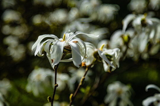 Kwiaty białej magnolii.