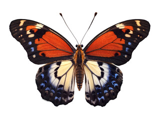 beautiful delicate orange blue butterfly isolated on transparent background, animals and wildlife,...