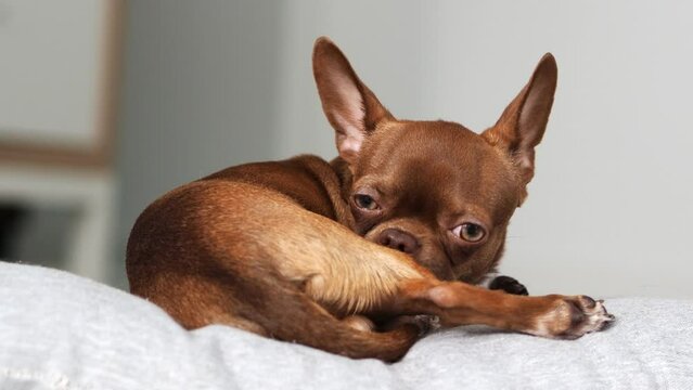 the dog is itching. Little brown chihuahua puppy is itching. The pet is suffering from itching. Care, care and health of your pet.