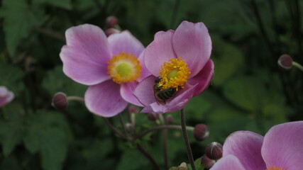 Bee on a pink Cyclamen flower, close up bokeh