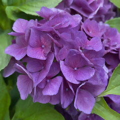 Purple hydrangea closeup on the background of green leaves