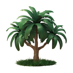 Tree 3d render illustration of tropical trees isolated on transparent background