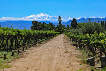 The beautiful snow capped Andes mountains and vineyard growing malbec grapes in the Mendoza wine...