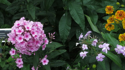 Hydrangea flowers in bloom, close up bokeh