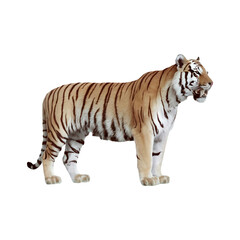 White tiger white tiger side view cut out isolated on transparent background