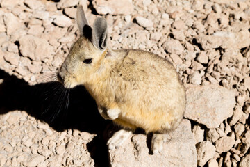 Southern viscacha close up,Bolivia