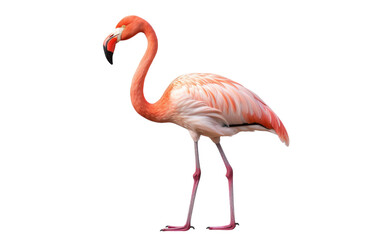 A regal pink flamingo gracefully stands on a clean white surface