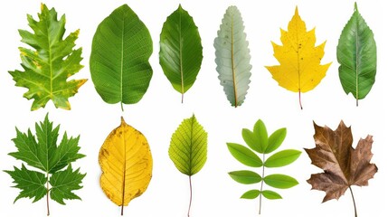 Leaf set collection. Isolated on white background Generative AI