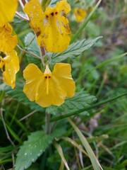 a face with a long nose as a flower