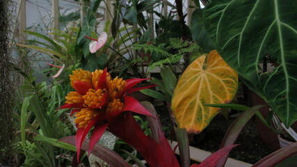 Orange and red Guzmania bloom in the shade