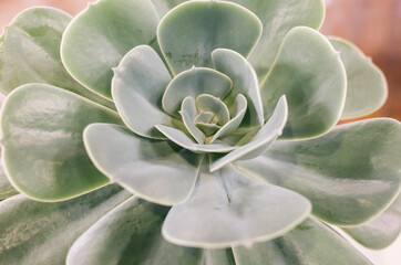 close up of a succulent