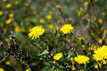 Flores amarillas dentro de humedal