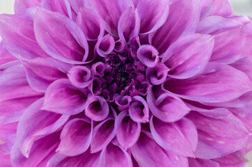 close up of pink dahlia