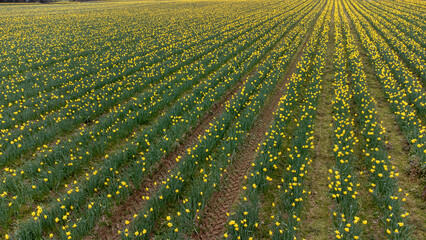 Tracks through daffodils 