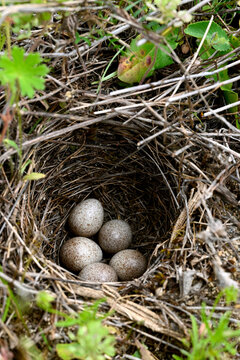 Nest with eggs of the Woodlark (Lullula arborea) //Nest mit Eiern einer Heidelerche (Lullula arborea)