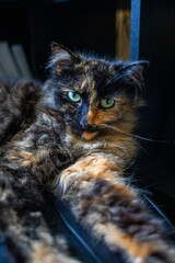Tortoiseshell cat close up