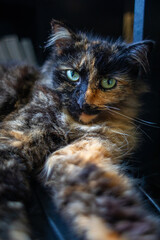 Tortoiseshell cat close up