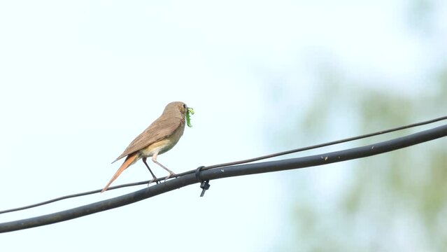 Female Common redstart perched on a wire and leaving on a spring day in a garden in Estonia, Northern Europe
