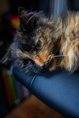 Tortoiseshell cat close up