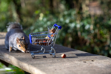 Squirrel with shopping cart of nuts