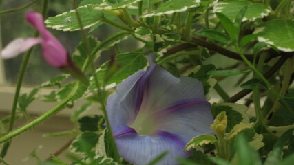 White and purple morning glory in bloom in the sun