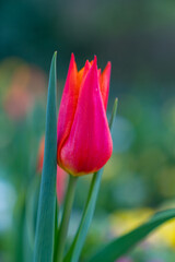 red tulip flower