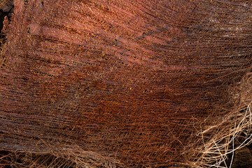 Background. Close up.  Dry bark palm tree (Phoenix canariensis   )